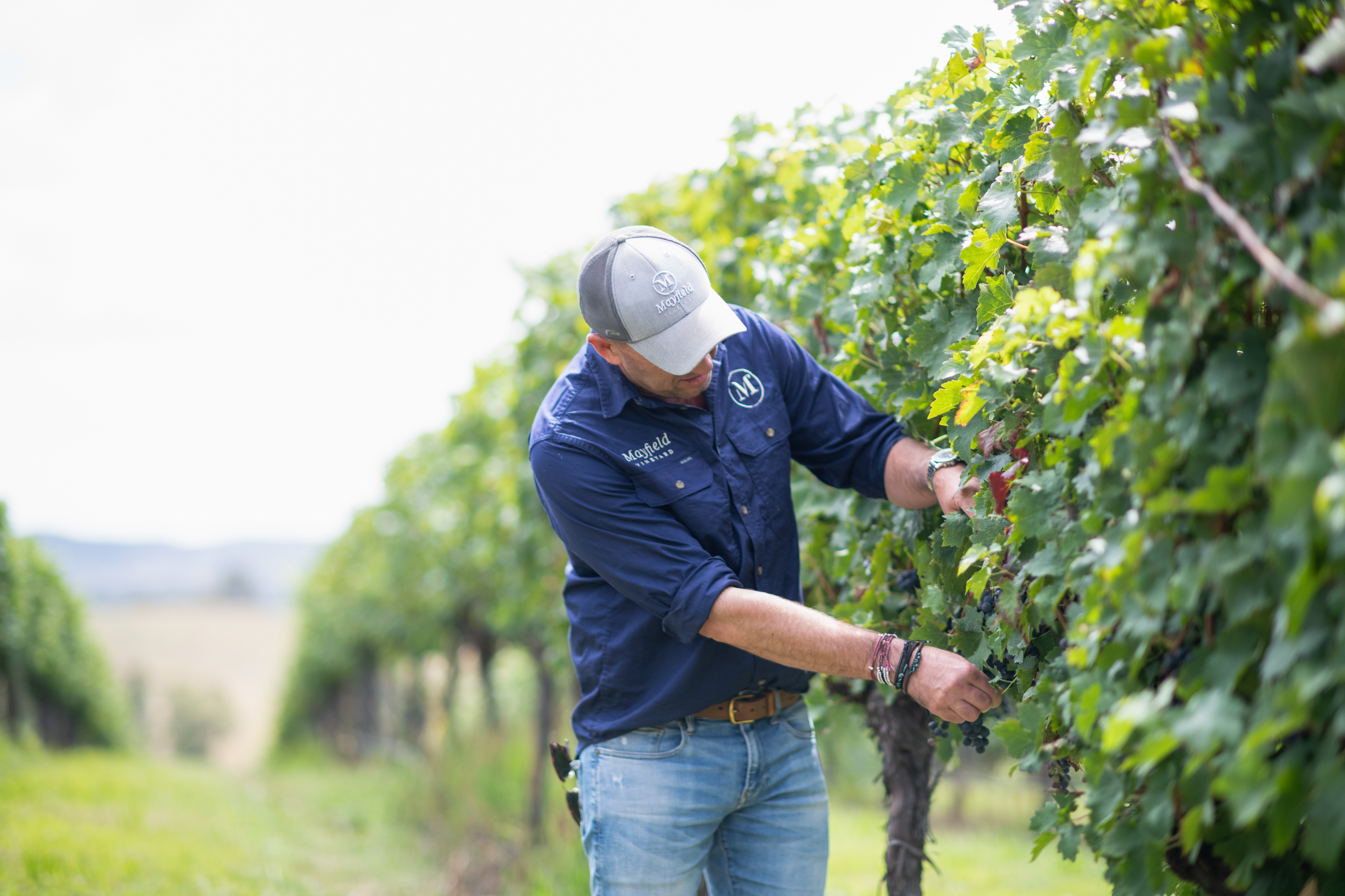 Man inspecting grapes before the harvest